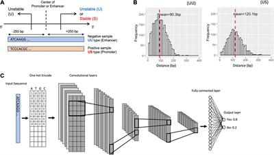 Characterizing Promoter and Enhancer Sequences by a Deep Learning Method